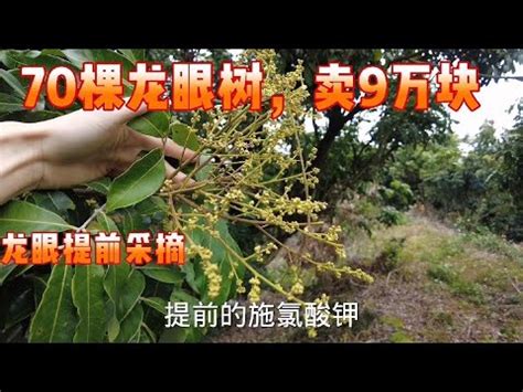 龍眼催花方法|農業科技之探索